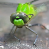 Eastern PondHawk 8.30.21