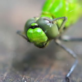 Eastern Pondhawk