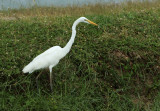 Eastern Great Egret - Ardea egretta modesta 