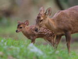 Hog Deer - Hyelaphus porcinus
