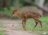 Hog Deer - Hyelaphus porcinus