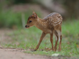 Hog Deer - Hyelaphus porcinus