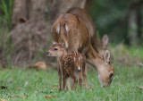 Hog Deer - Hyelaphus porcinus