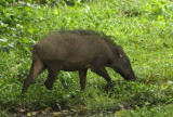 Wild Boar - Sus scrofa cristatus