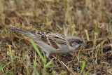 House Sparrow - passer domesticus indicus (Huismus)