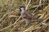 House Sparrow - passer domesticus indicus (Huismus)