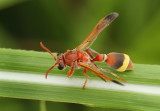 Ropalidia marginata (le Peletier, 1836) 