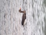 Oie rieuse (Photo du jour du site Oiseaux rares du Qubec)