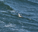 Guillemot  miroir