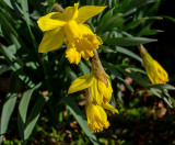 Daffodils 2019
