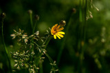 Windswept Weeds