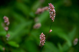 Wild Flowers - 2019