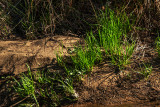 In the Wetlands the Grass is Growing