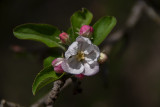 Apple Blossoms III