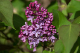 Lilacs