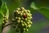 Lady Bug