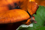 Big, Orange Mushrooms