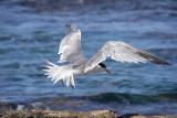 Terns and Cormorants Sandon Point Woollongong