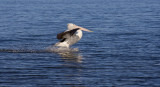 Pelicans and seagulls Military Jetty