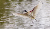 2019_birds_away_from_home