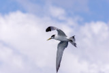 ospreys_and_others_point_vernon_hervey_bay