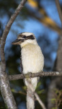 birds_in_our_yard_2020