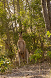2020_animals