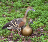 birds_in_our_yard_2020