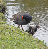 birds_away_from_home_2020