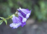 DSC_6352.jpg
