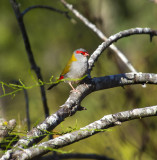 2021_birds_in_our_yard