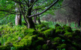 Woods, Glencree, County Wicklow, Ireland