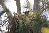 great horned owl in the eagles nest