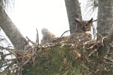 two great horned owls