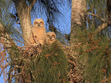 two great horned owl chicks