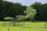 Willow Tree