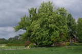 The chestnut tree