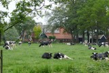 Munching on the green grass