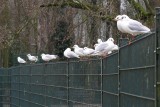 Land gulls