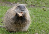 Nutria