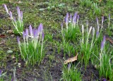 Purple little buds