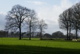 Green winter landscape