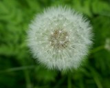 Seedhead