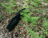 Burned log