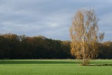 Lonely birch