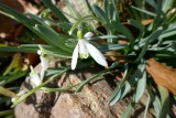 Little snowdrops