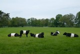 Belt cows