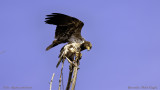 Juvenile Bald Eagle