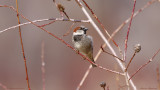 House Sparrow