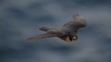 AF-S 600mm f/4 VR